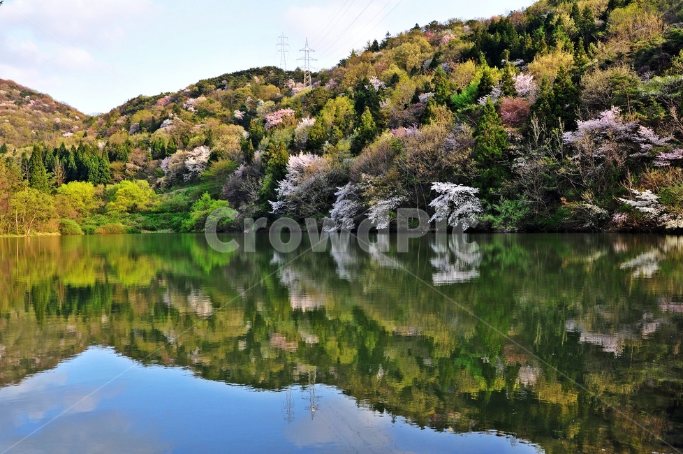 전남,화순,세량지,세량제,반영,봄,벚꽃,자연,plant,식물,풍경,화순세량지,화순세량제,세량지봄,세량지벚꽃,산벚꽃,자연,풍경,nature,landscape,plant,식물