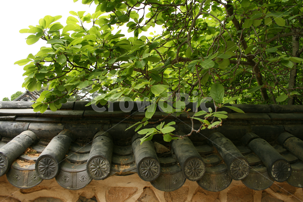 한국,경주,불국사,절,사찰,흙담,담,담장,한국전통,한국문화,korean traditional,korean culture,건축물,건물외관,exterior,building,structure,architecture,construction
