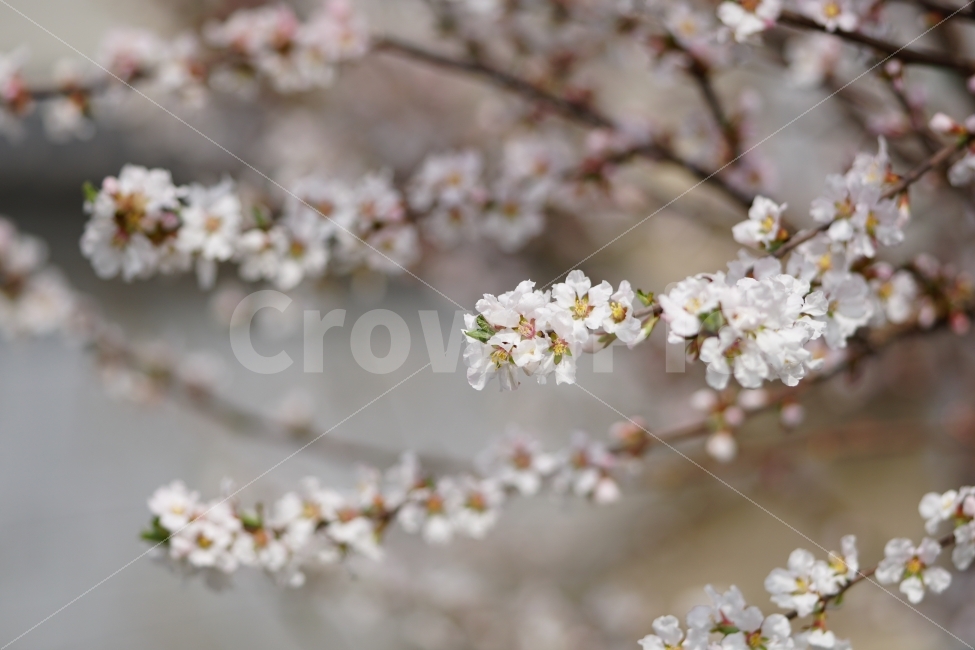 봄,꽃,벚꽃,나무,자연,플라워,사쿠라,spring,flower,nature,sakura,tree,벗꽃,접사,macro,클로즈업,closeup,숲,숲속,산림,삼림,조경,식물,plants,봄꽃,감성,힐링,풍경,landscape,식물,자연,plants,nature,봄,계절,spring,season,꽃,flower,plant,blossom,cherry blossom