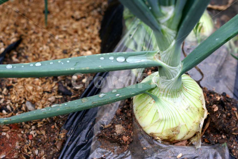 양파,채소,야채,양파밭,양파수확,양파농사,채소,야채,vegetables