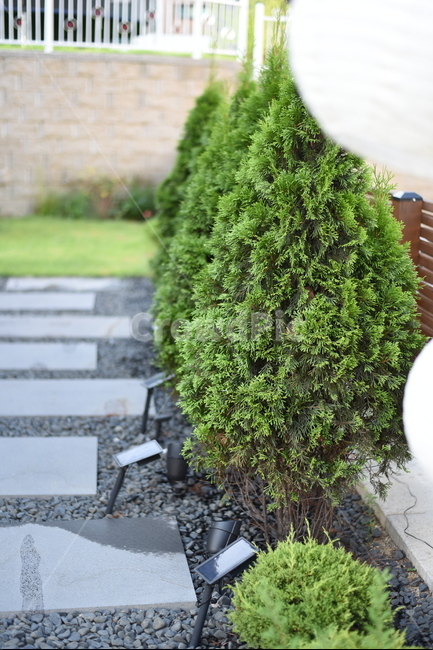 에메랄드그린,나무,정원,tree,garden,식물,자연,plants,nature