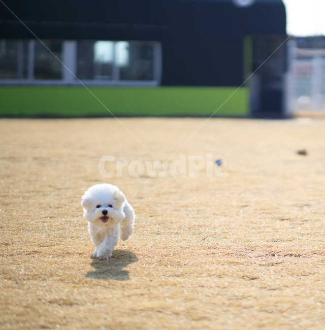 pet,강아지,개,비숑프리제,dog,play,비숑,동물,animal,포유류,mammal,개,강아지,dog,doggy
