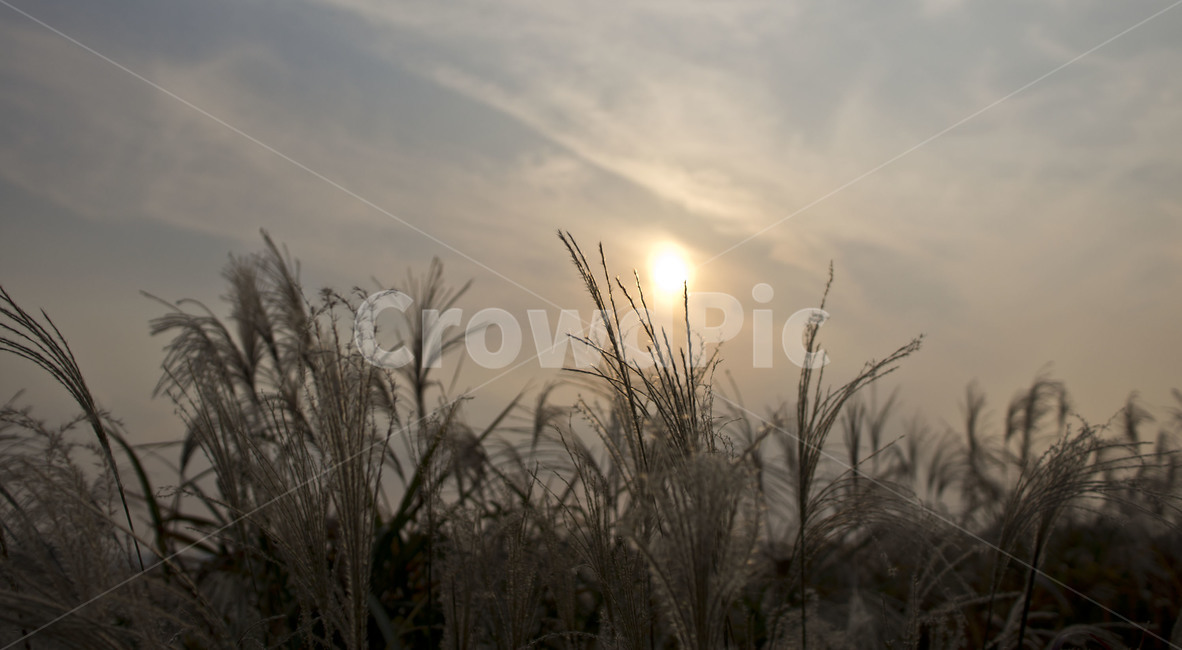 바람,갈대,쓸쓸,고요,해질녘,자연,풍경,nature,landscape,grass,잔디,plant,식물,lawn