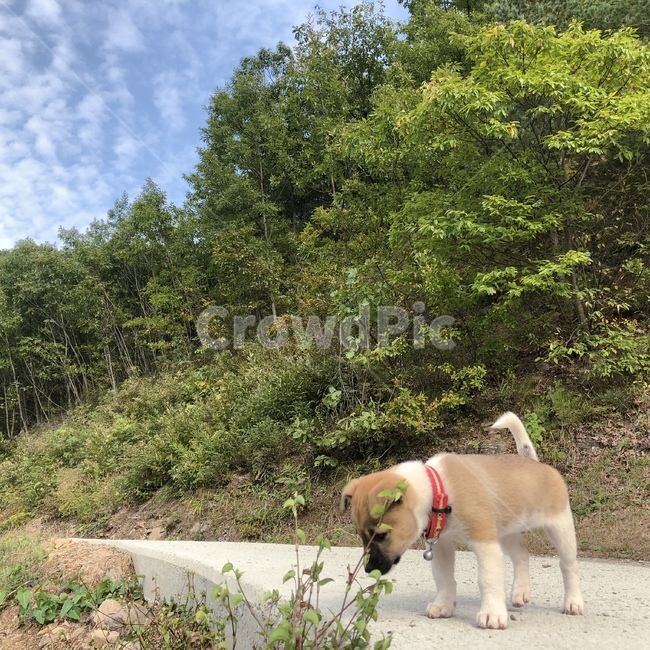강아지,구름,산,풀,귀여운