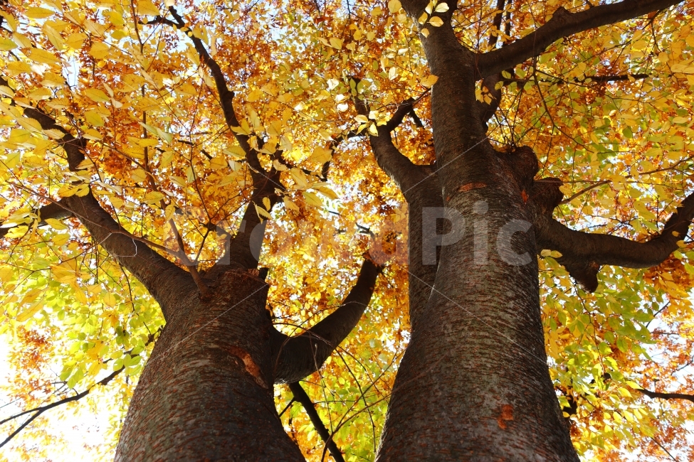 	단풍,나무,가을배경,가을풍경,가을나무,가을,계절,fall,autumn,season,식물,자연,plants,nature,나무,trees,wood,tree,plant,tree trunk,나무 줄기