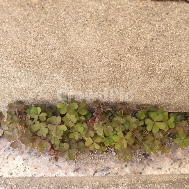 크로바,벽,생명,nature,자연