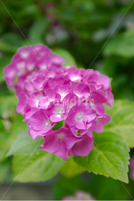 꽃,식물,자연,초록,그린,배경화면,감성사진,식물사진,식물,자연,plants,nature,꽃,flower