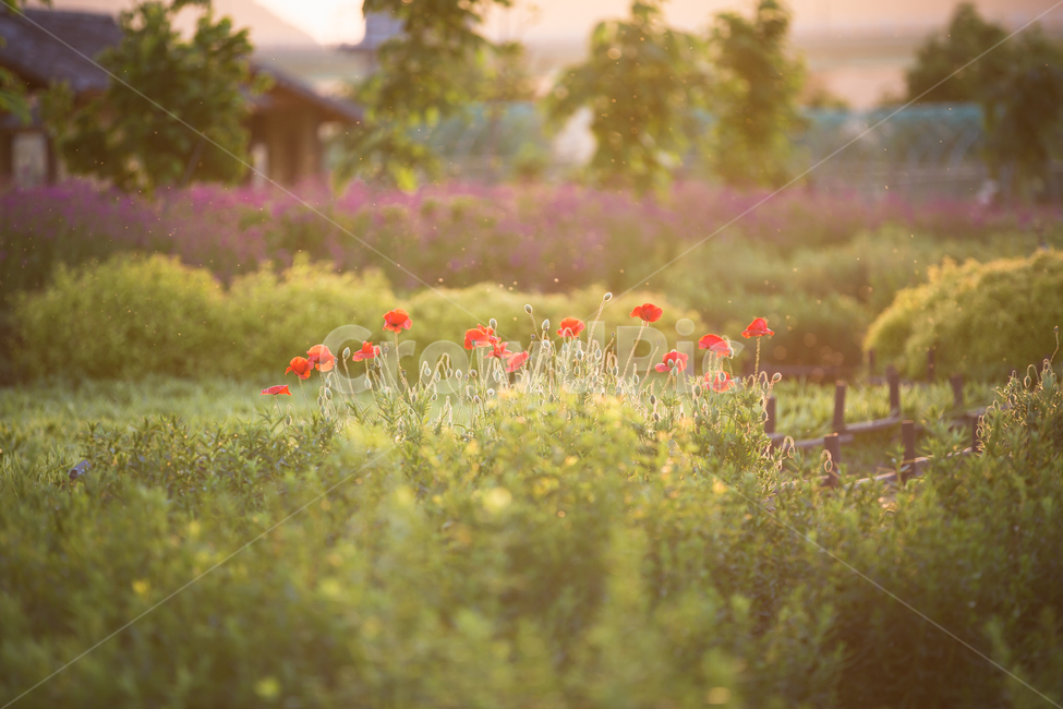 맑은날,하늘,꽃,양귀비,햇살,식물,자연,plants,nature,꽃,flower