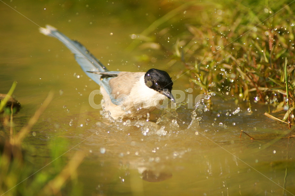 물까치,무더위,목욕,조류,퐁당퐁당,새,동물,animal,조류,새,birds