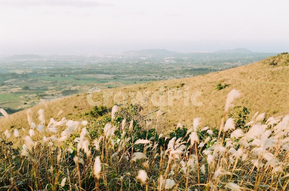 갈대,갈대밭,풍경,뷰,하늘,plant,식물,grass,잔디