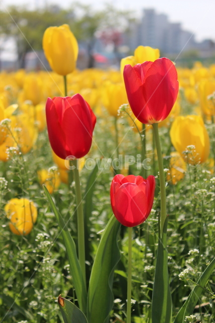 튤립,꽃,정물,화사,접사,봄,계절,spring,season,식물,자연,plants,nature,꽃,flower,plant