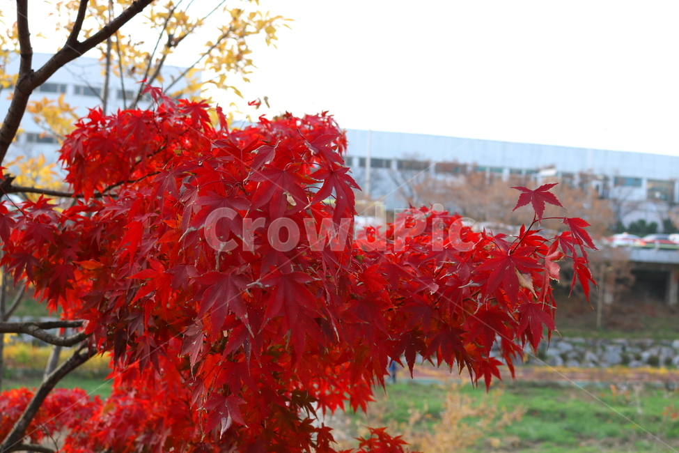 나무,단풍,단풍나무,식물,가을,자연,가을,계절,fall,autumn,season,식물,자연,plants,nature,leaf,잎,plant,tree,maple