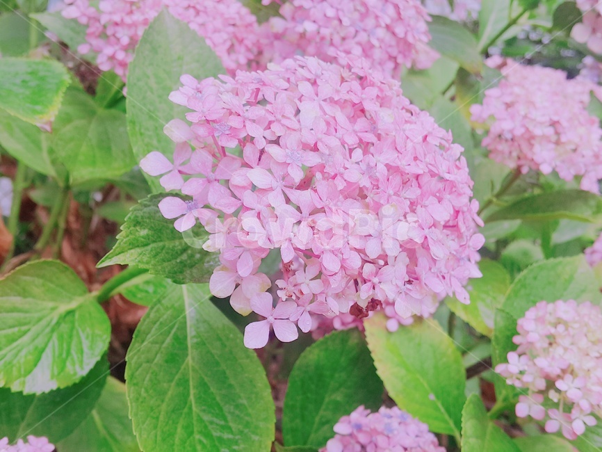 plant,식물,flower,꽃,수국