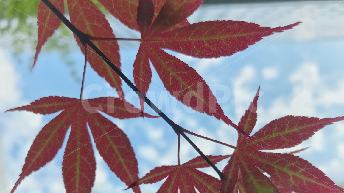 단풍,하늘,가을,구르,붉은,가을,계절,fall,autumn,season,식물,자연,plants,nature,leaf,잎,plant,tree,나무,maple