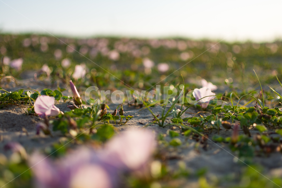 꽃,모래,노을,아웃포커스,자연,식물,자연,plants,nature,꽃,flower