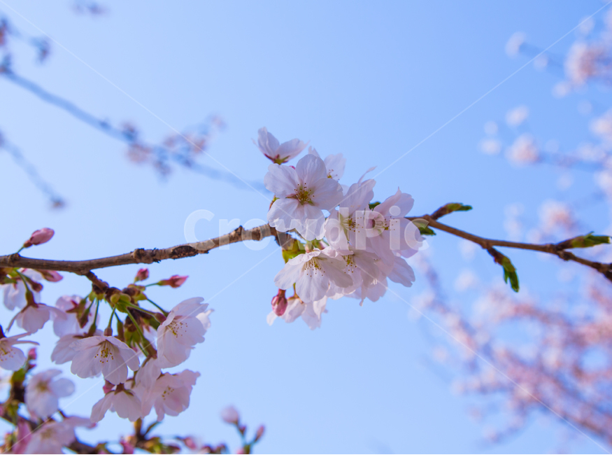 순천,봄,벛꽃,꽃동천,순천동천,꽃,꽃사진,봄,계절,spring,season,식물,자연,plants,nature,꽃,flower,plant,blossom