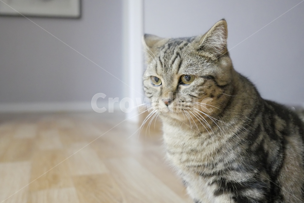 고양이,동물,얼굴,표정,개냥이,귀여운,동물,animal,포유류,mammal,고양이,cat,kitten,kitty