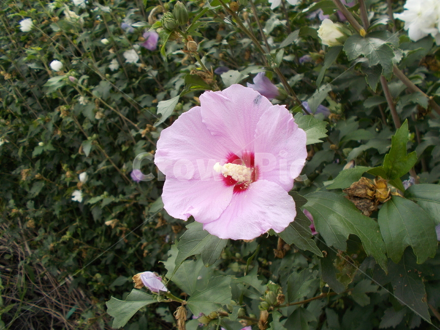 히비스커스,hibiscus,plant,식물,꽃,무궁화,roseofsharon,식물,자연,plants,nature