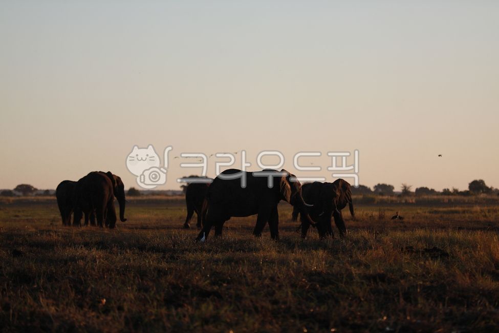 코끼리,elephant,동물,아프리카코끼리,animal,mammal,포유류,야생동물