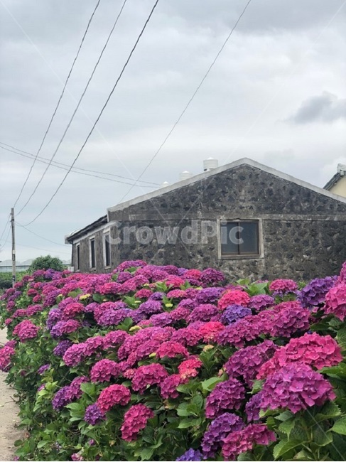 수국,꽃,제주수국,여름,flower,흐림