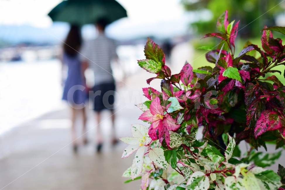 비오는날,우산,풍경,자연,인물,비,rain,오늘의날씨,날씨,일기예보,연인,데이트,비,비오는날,rain,rainy,식물,자연,plants,nature,사람,인물,인간,human,person,연인,커플,사랑,lover,couple