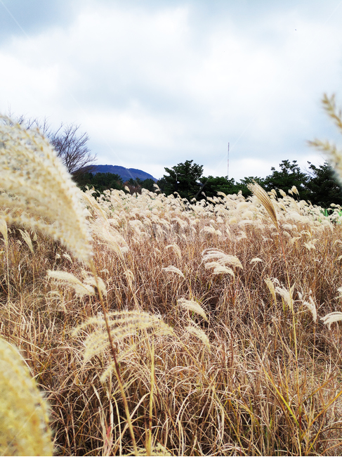 갈대,바람,자연,하늘,reed,wind,nature,sky,식물,plant,가을,계절,fall,autumn,season,식물,자연,plants,nature