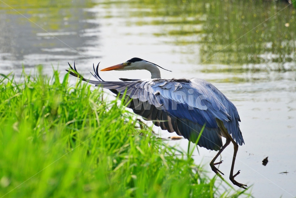 animal,동물,bird,새,waterfowl,물새,stork,황새,하천,강변,왜가리,백로,비상,동물,animal,조류,새,birds