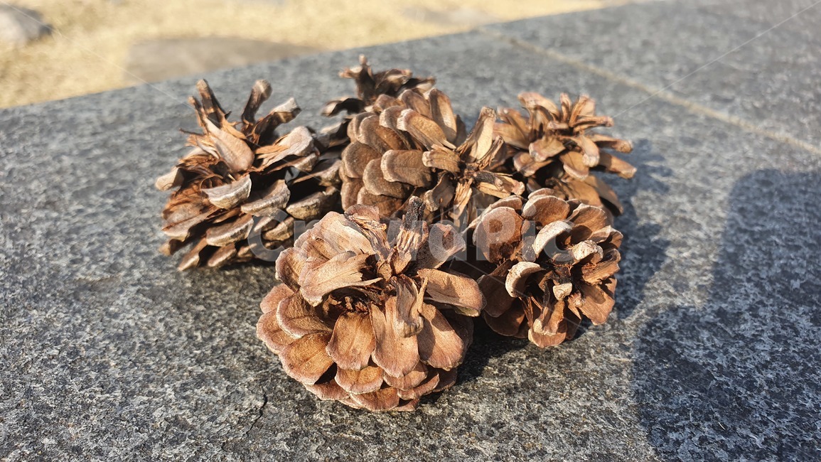 plant,식물,fungus,진균류,솔방울,소나무