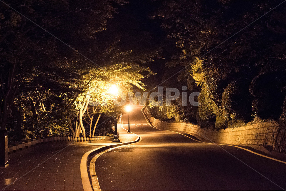야경,감성,길,가로등,도로,자연,풍경,nature,landscape,야경,밤,nightscape,night,asphalt,아스팔트,flare,플레어,light,빛