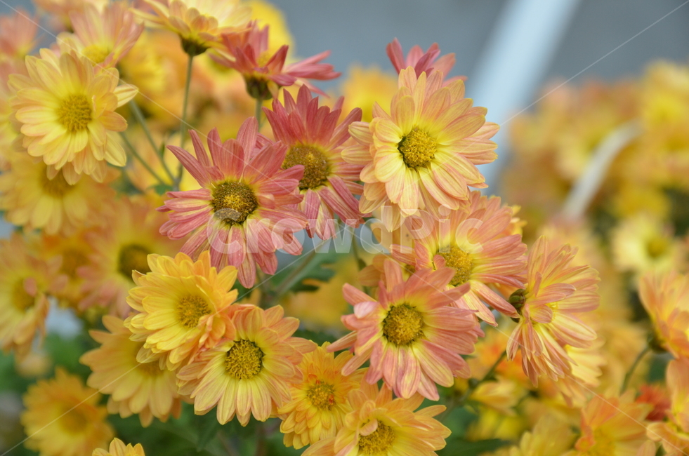 꽃,노란꽃,들꽃,노랑,노란색,주황색,주황꽃,식물,자연,plants,nature,꽃,flower
