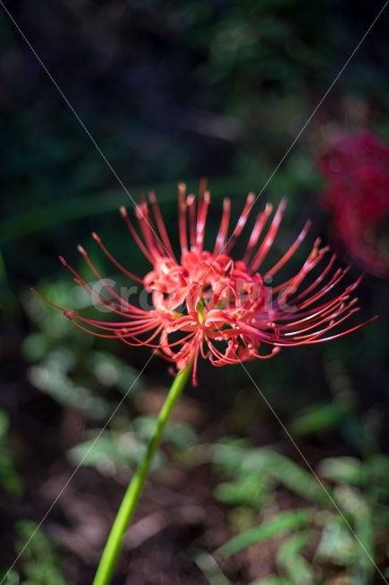 꽃,꽃무릇,상사화,식물,자연,가을,flower,식물,자연,plants,nature,꽃,flower