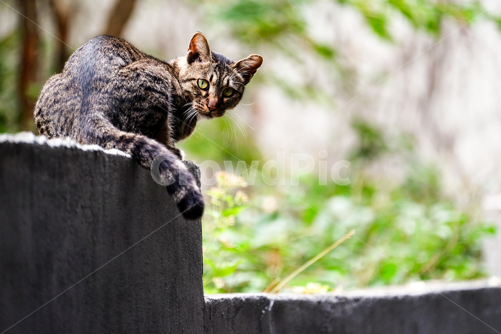 고양이,동물,포유류,길냥이,cat,animal,pet,동물,animal,포유류,mammal,고양이,cat,kitten,kitty
