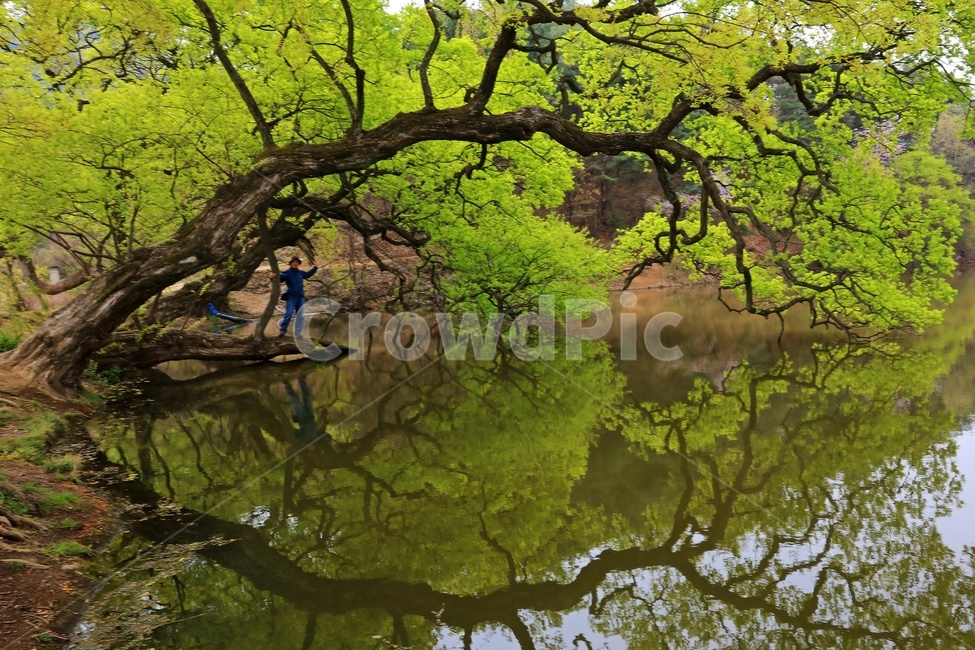 경산,반곡지,반곡지봄,water,물,outdoors,옥외,nature,자연,plant,식물,tree,나무,person,사람,human,인간,자연,풍경,nature,landscape
