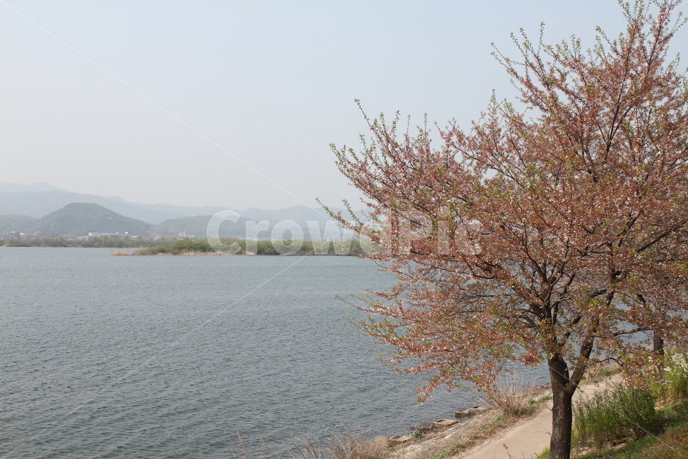 꽃,봄,식물,자연,풍경,자연,풍경,nature,landscape