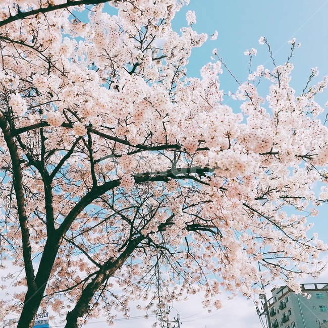 벚꽃,벚꽃만개,꽃,봄꽃,벚꽃나무,봄,계절,spring,season,plant,식물,flower,blossom,cherry blossom
