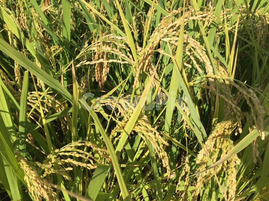 벼,곡식,가을,쌀,수확,농사,풍년,식물,자연,목초지,들,초목,plant,nature,grassland,field,농업,농사,agriculture,farming,farming industry