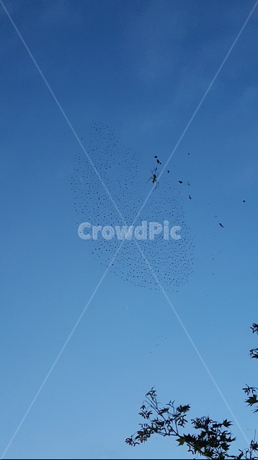 거미,거미줄,벌레,날파리,파리,spider,bug,insent,web