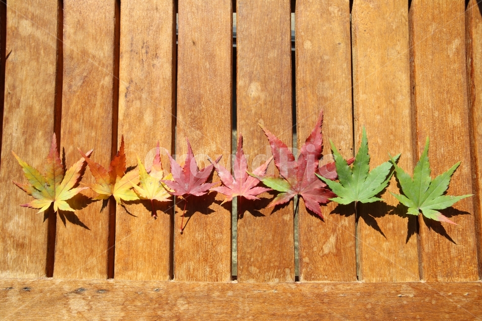 단풍,자연,나뭇잎,노랑,가을,숲,가을,계절,fall,autumn,season,식물,자연,plants,nature,plant,leaf,잎,tree,나무