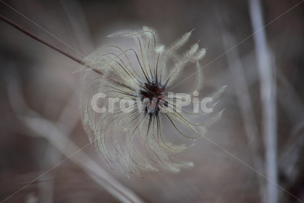 가을,열매,종자,식물,seed,식물,자연,plants,nature