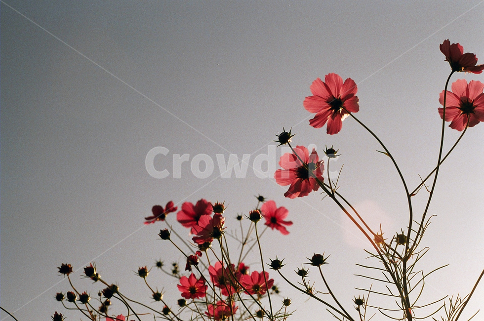 꽃,빨간꽃,분홍꽃,코스모스,가을,가을하늘,가을감성,가을,계절,fall,autumn,season,식물,자연,plants,nature,꽃,flower,leaf,잎,plant,blossom,petal,꽃잎