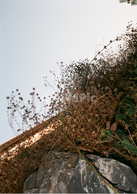 식물,꽃,바위,질감,하늘,여백,식물,자연,plants,nature