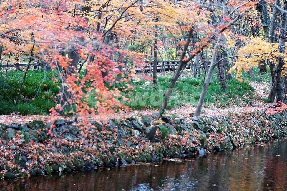 가을,나무,단풍,그림자,낙엽,season,autumn,fall,자연,계절,풍경,감성,서정,물,가을,계절,fall,autumn,season,자연,풍경,nature,landscape,한국자연풍경,한국자연경관,korea nature landscape,plant,식물,tree,outdoors,옥외