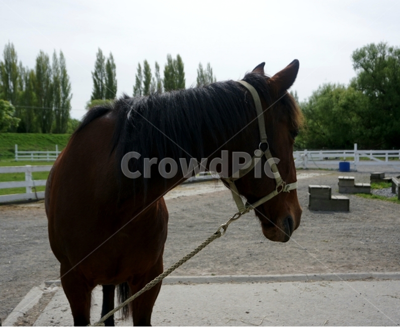 말,포유류,animal,horse,mammal,동물,animal,포유류,mammal