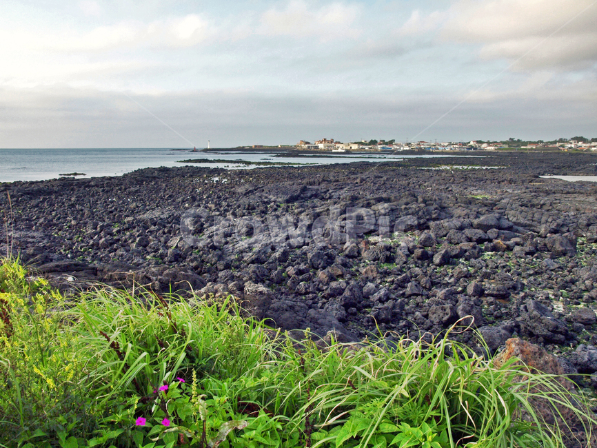 조천해변,해변,올레18코스,제주,올레길,자연,풍경,nature,landscape,제주도,jeju,jeju island,vegetation,초목,plant,식물