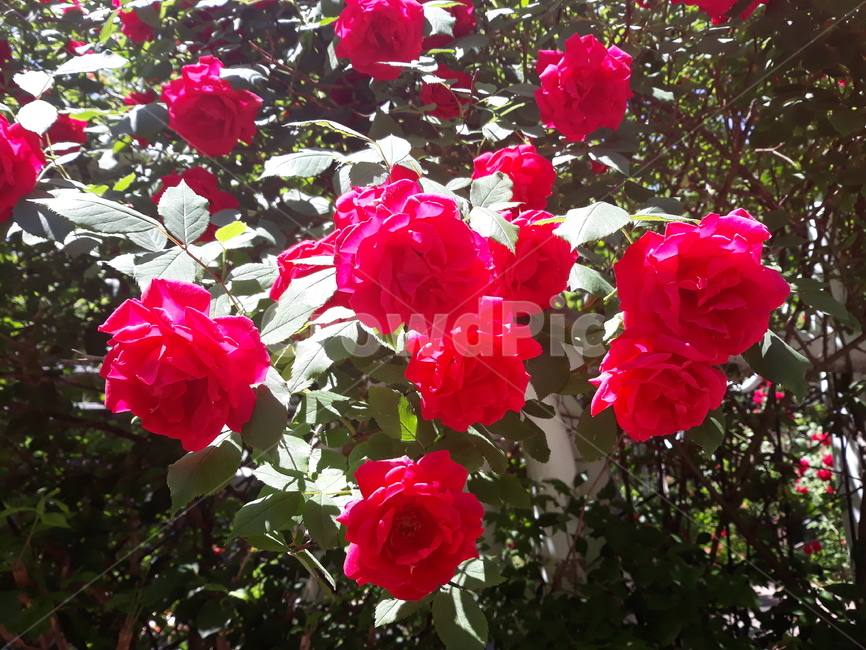 장미,꽃,봄꽃,식물,rose