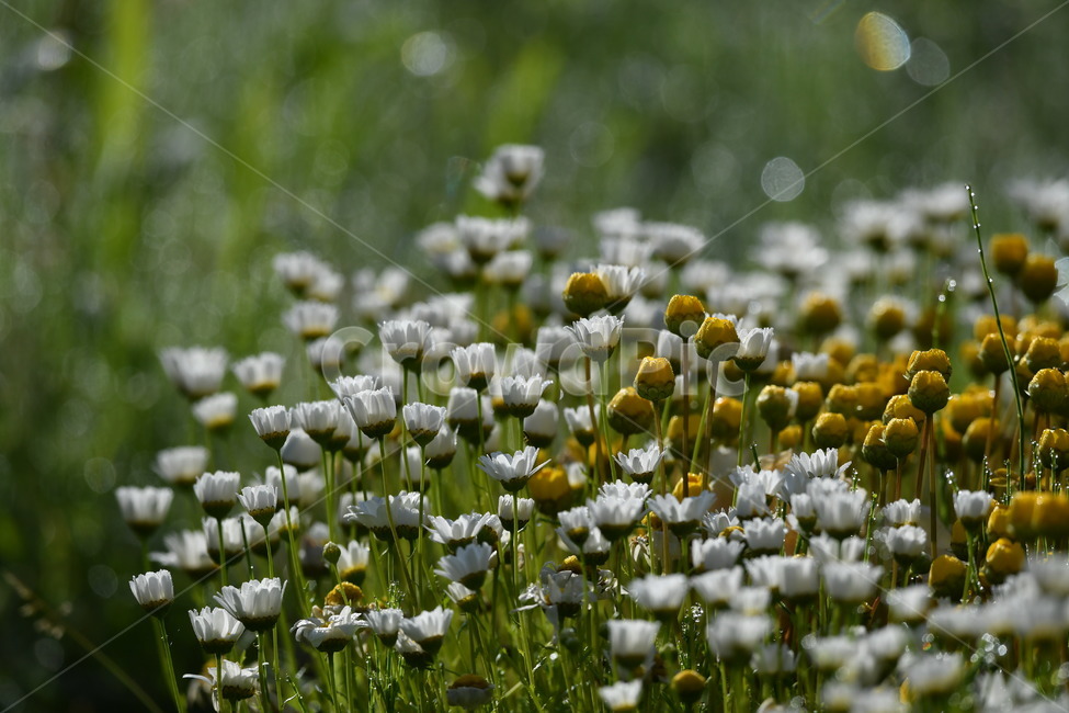 식물,자연풍경,꽃,감성사진,봄,국화꽃,마가렛,하얀색,식물,자연,plants,nature,꽃,flower