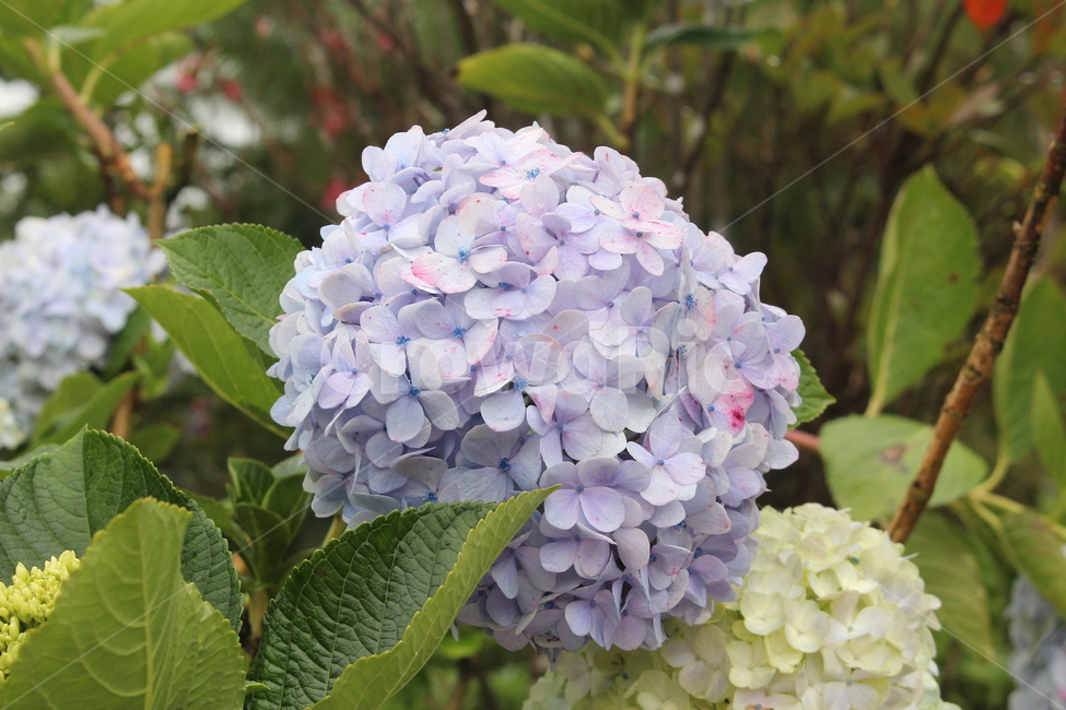 아름다운꽃,수국,접사,보라색,보라빛,식물,자연,plants,nature,꽃,flower
