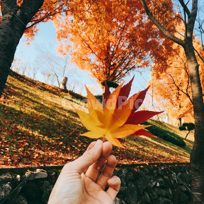가을,단풍,단풍잎,나무,fall,autumn