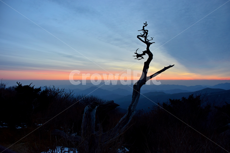 태백산,여명,일출,겨울,풍경,mountain,nature,landspace,주목,붉은,신비로운,경이로운,하늘,해맞이,계절,비경,자연,outdoors,옥외