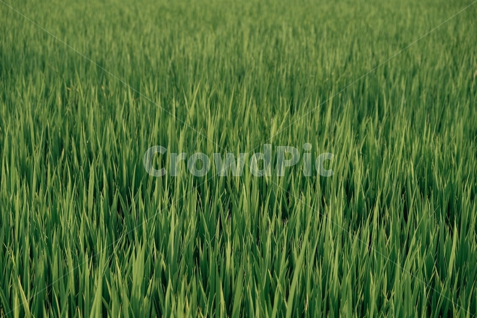 자연,풀,바람,초록색,green,nature,color,풍경